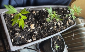 Policija u TK izvršila pretres više lokacija: Zaplijenjena droga i sredstva za pakovanje