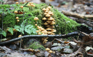 Šume u BiH su dom jedne od najskupljih gljiva na svijetu: Kilogram košta 30 KM, a suhi i do 500 KM