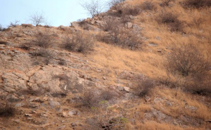 Testirajte sebe: Samo oni koji imaju 'oko sokolovo' mogu uočiti leoparda na ovoj fotografiji