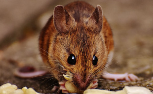 Hantavirus | Oglasio se Zavod za javno zdravlje KS: Šta trebate znati i kako se zaštititi?