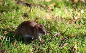 Hantavirus | Stručnjaci upozoravaju: "Ovaj datum je ključan"