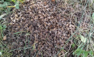 Pčelar zatečen sablasnim prizorom: Hiljade pčela uginulo zbog pesticida