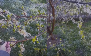 Poljoprivreda na udaru: Selo na Bjelašnici osvanulo uz jak mraz i -5°C