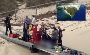 Još jedan smrtonosni napad: Velika bijela ajkula ubila muškarca u Australiji