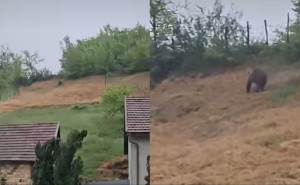 Snimljen medvjed na nekoliko metara od kuća u Zanesovićima