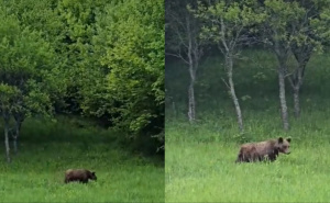 Medo snimljen i nadomak Sarajeva: Pogledajte video iz Ilijaša
