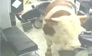 Panika u Istanbulu: Kurbanski bik uletio u frizerski salon, mušterije se razbježale