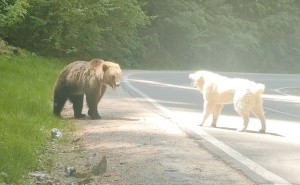 Video koji se dijeli mrežama: Medvjed se povukao pred alabaijem, drevnim čuvarom stada