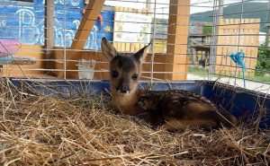 ZOO Bambi spasio najslađe lane ikad: "Držimo fige mali"