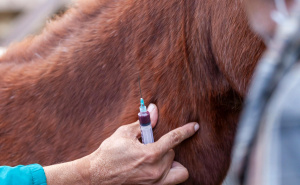 Tragedija u bh. susjedstvu: Kobila usmrtila veterinara
