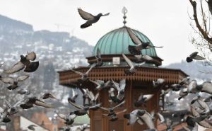 Naučnici otkrili nevjerovatnu tajnu: Golubovi možda imaju unutrašnji kompas u tijelu