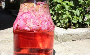 Kako napraviti sirup od ruže: Đulbe-šećerka, mirisna i ukusna kraljica zdravlja
