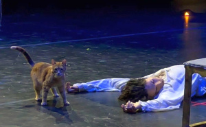 Mačak upao na scenu tokom "Romea i Julije", publika od smijeha zaboravila plakati