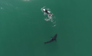 Zastrašujući video dronom: Pogledajte kako ajkula kruži oko surfera