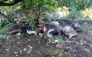 Ostali bez jedinog izvora prihoda: Grom usmrtio pet krava porodici iz Bileće