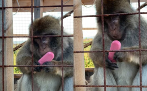 Prizori koji tope srce: Životinje u ZOO-u Bambi se osvježile omiljenom ljetnom poslasticom