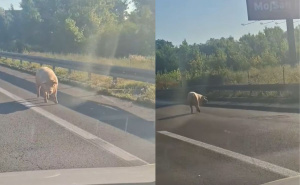 Neobičan prizor kod Banje Luke: Divlje svinje prošetale pored naplatnih kućica