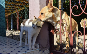 Apel veterinarke: Ostavite ovih dana vodu napolju i naučite prepoznati toplotni udar kod životinja