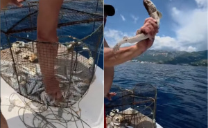 Nesvakidašnji ulov ribara u Crnoj Gori: U vršu uhvatili bebu ajkule