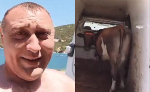 Hit video iz Neuma: Nije imao gdje ostaviti kravu pa je poveo na more 'da se i ona kupa'