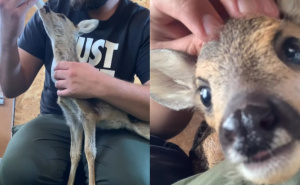 Spašeno lane u ZOO "Bambi" raste uz ljubav: Melvis Lokvančić podijelio preslatke snimke