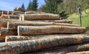 Lažno se predstavljao kao vlasnik šume: Posjekao tuđe hrastove i zaradio 4.000 KM
