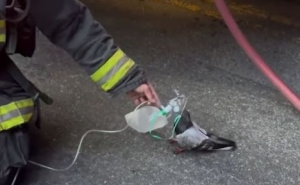 Nevjerovatna scena: Golub "zatražio pomoć" od vatrogasaca, spasili mu život kisikom