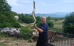 Mišo u istom danu u Bosni i Herecegovini 'ulovio' tri zmije duge preko metar i po