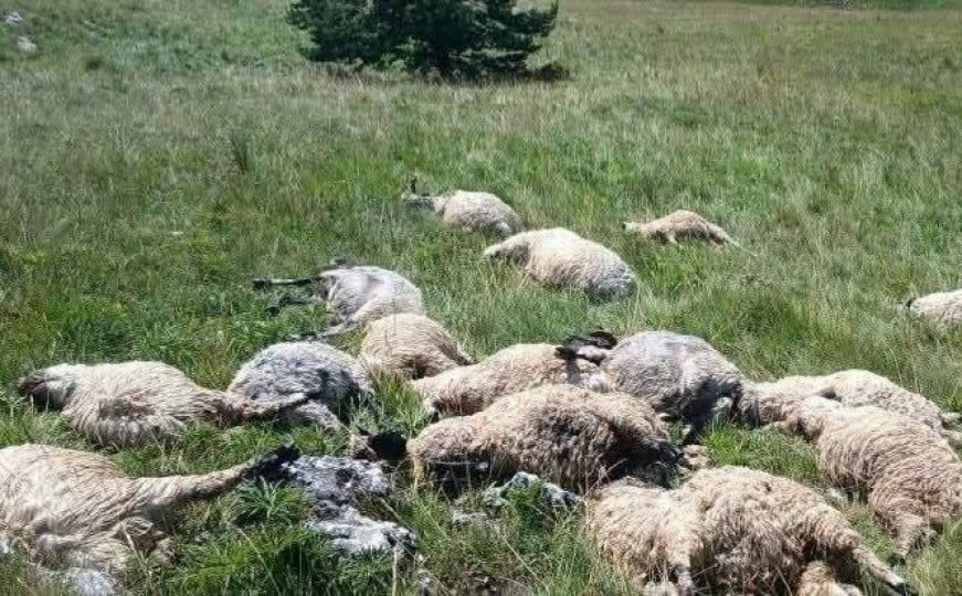 Posljedice nevremena u BiH: Od udara groma stradalo cijelo stado ovaca kod Kupresa