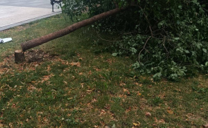 Vandalizam u centru Sarajeva: Nepoznati počinioci posjekli stablo na Trgu oslobođenja bez razloga
