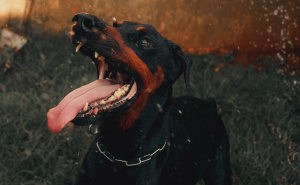 Užas u susjedstvu: Pet pasa izgrizlo muškarca, vlasnica kažnjena