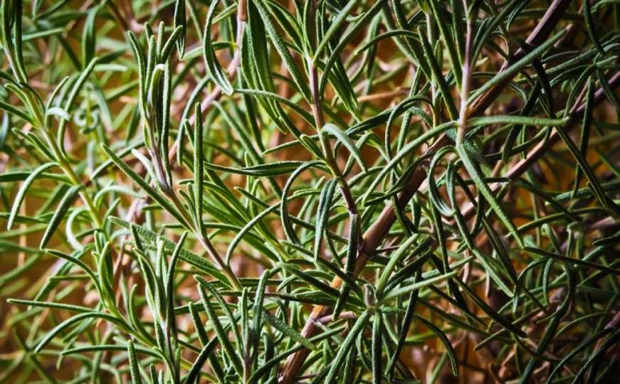 Ključni savjeti za njegu začinskog bilja: Potreban vam je šljunak
