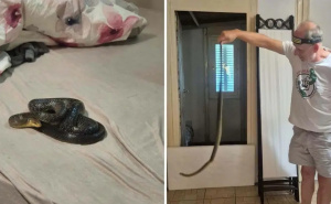 Majka i kćerka ušle u sobu i zatekle zmiju u sobi: "Ajde srećo, pa ne možeš u tuđem krevetu spavati"
