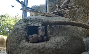 Preslatke prinove u zagrebačkom ZOO-u: Mladunci planinskih pećinara osvajaju srca