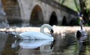 Spašen labud kod Rimskog mosta, upućena žestoka poruka "neodgovornim pojedincima"