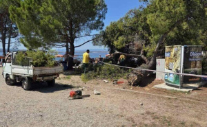 Oglasili se stručnjaci o incidentu u Crikvenici: Šta je uzrok pada bora na kupače?
