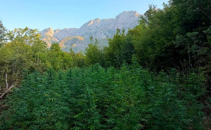 Oglasio se FUP o akciji "Veja": Dvije osobe osumnjičene, pronađeno 12 plantaža