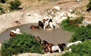 Grad Livno tvrdi da će dovesti vodu žednim konjima: Društvenim mrežama kruže stare fotografije