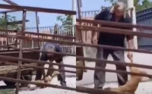 Uznemirujući video iz bh. susjedstva: Radnik pečenjare motkom usmrtio dva psa, policija ga uhapsila