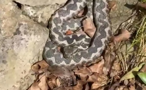 Dječaka (4) u kampu na Jadranu ugrizao poskok