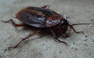 Odvratni insekti u vašem domu: Kako identificirati i eliminirati žohare?