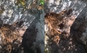 Spašen mali medo kod Mostara: Upao u duboku jamu, lovci ga izvukli i vratili u prirodu