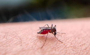 Virus Zapadnog Nila hara regionom: U Srbiji 11 slučajeva, većina s težim simptomima