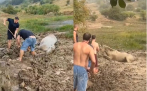 Ždrijebe se nije odvajalo od nje: Pogledajte dirljivu akciju spašavanja kobile na Kruzima kod Livna