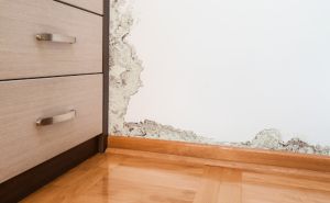Spriječite pojavu plijesni u stanu: Pripremite svoj dom za zimu
