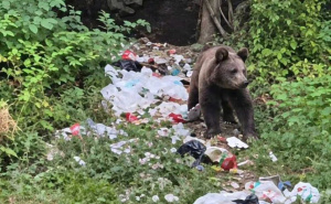 Stanovnici naselja kod Hadžića zabrinuti: Pojavio se medvjed u blizini škole