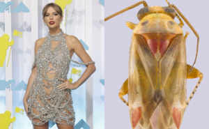 Taylor Swift ima nove "fanove": Četiri vrste insekata dobile ime po njoj