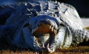 Trka sa predatorima: Zašto će olimpijci 2032. veslati na rijeci u kojoj živi 500 krokodila?