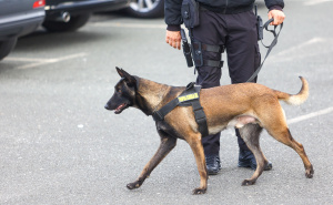 Muškarac 'pao' na hrvatskoj granici: Policajci nisu mogli vjerovati što je zalijepio ispod vozila