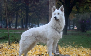 U Sarajevu nestao terapijski pas Simba: Porodica moli građane za pomoć i nudi nagradu